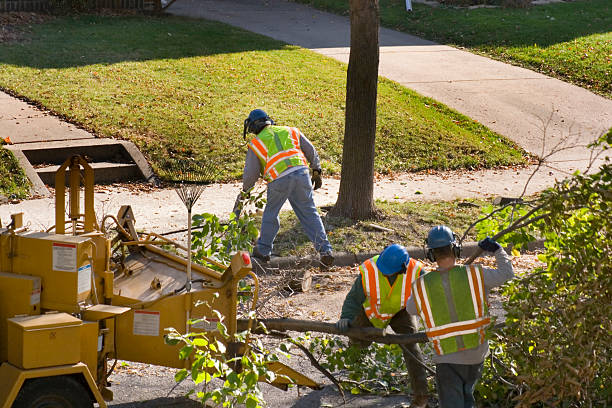 Reliable Tolar, TX  Tree Services Solutions