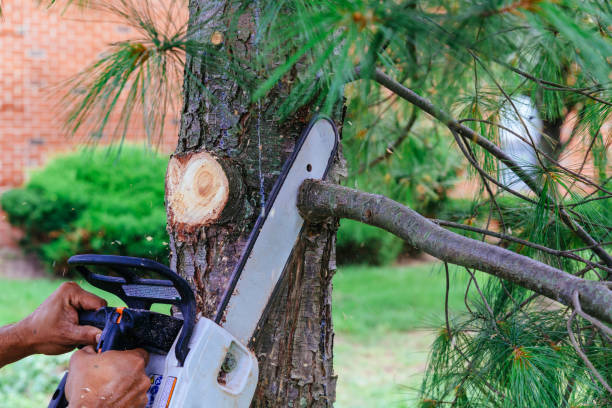 Best Emergency Tree Removal Services  in Tolar, TX